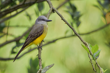 Bird perched on an orange tree