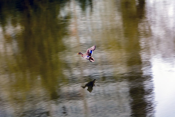 Duck flying over the lake