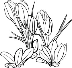 Crocus coloring book isolated on a white background. Graphic contour. Spring Flower. Saffron. Coloring for adults and children. Vector outline illustration. Design for packaging, printing.