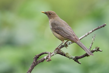 Beautiful thrush resting on a branch