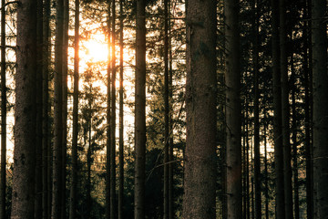 Sonne strahlt durch die Nadelbäume eines Waldstückes im Frühling