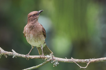 Common thrush looking at sky on a branch