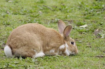 Lapin