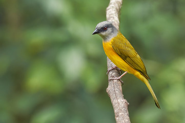 Beautiful bird resting on a dry tree