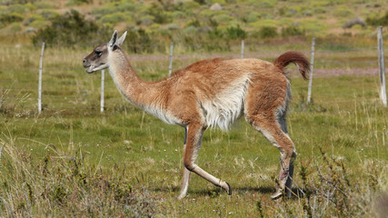 Guanaco