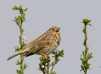 Corn bunting on branch, miliaria calandra