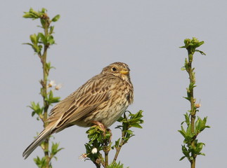 Corn bunting on branch, miliaria calandra