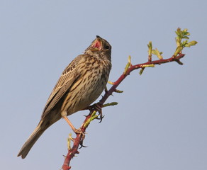Corn bunting on branch, miliaria calandra