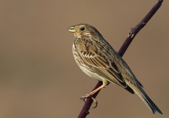Corn bunting on branch, miliaria calandra