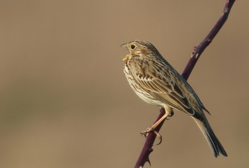 Corn bunting on branch, miliaria calandra
