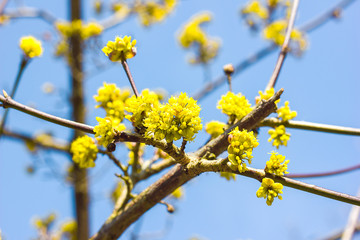 The first spring flowers on trees and shrubs, blooming buds, partial blur, awakening of nature