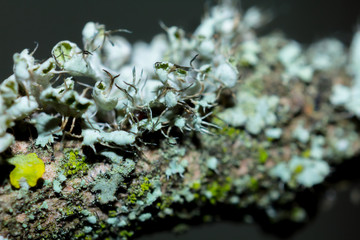closeup micro lichen on a tree, natural micro plant background