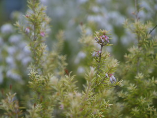 Some flowers in Paris in the first day of spring.