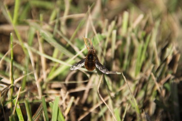 Golden Sphingidae rare bumblebee on the grass leaves