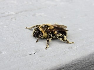Closeup of a bumblebee covered in pollen sitting on a wooden railing 