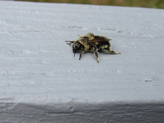 Closeup of a bumblebee covered in pollen sitting on a wooden railing 