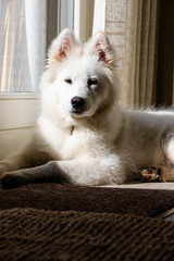 Samoyed dog