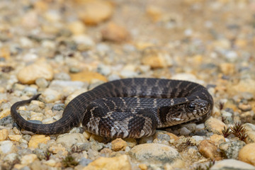 Baby northern water snake - Nerodia sipedon