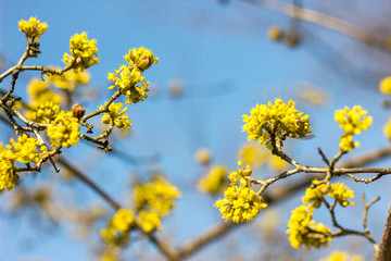 The first spring flowers on trees and shrubs, blooming buds, partial blur, awakening of nature, space for text