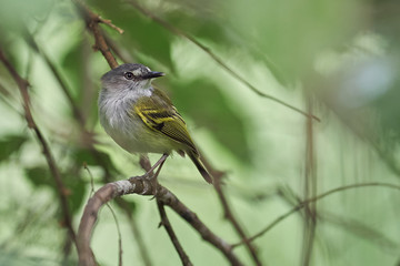 Obraz premium Flycatcher perched on a branch looking for food