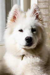Fototapeta premium Samoyed dog