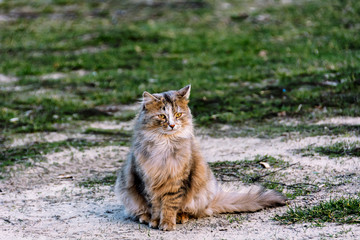 Portrait photography of a cat