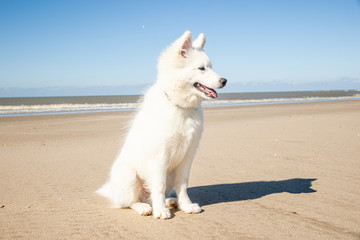 samoyed dog on the beach in netherland