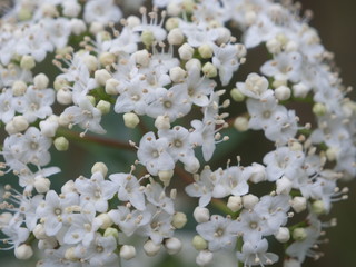 Some flowers in Paris in the first day of spring.