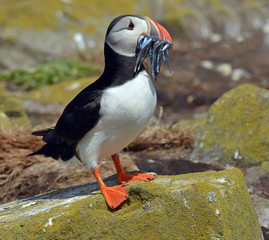 Puffin with sand eels