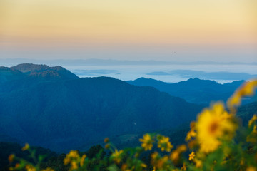 Obraz premium Beautiful landscape Mexican Sunflower field with mountains background
