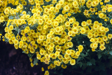 Yellow Chrysanthemum flowers for  herbal tea