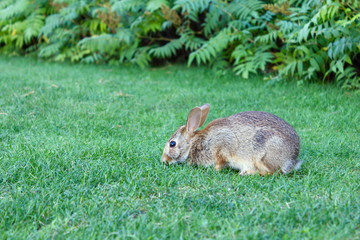Easter gray rabbit bunny in the park eating grass