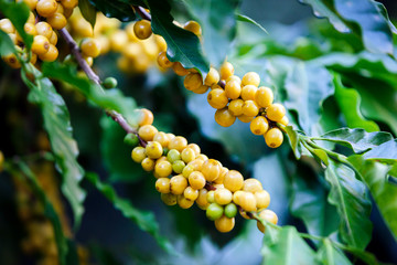 ripe Brazilian Yellow Bourbon coffee fruit