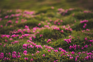 Obraz premium Rhododendron flowers in nature