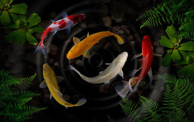 Koi fish in the garden 