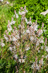 Many people call spring Cyprus a Paradise on earth. Flowers cover the mountain slopes, trees and green lawns. This beauty can be repeated only next spring.         