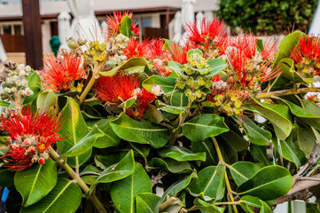 Many people call spring Cyprus a Paradise on earth. Flowers cover the mountain slopes, trees and green lawns. This beauty can be repeated only next spring.         