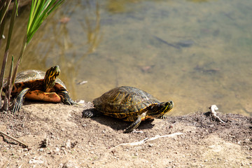 turtles bask on the pond