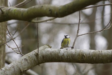 Une mésange bleue