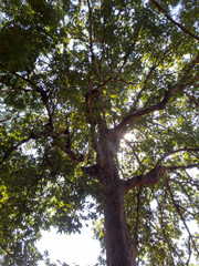 Fototapeta premium The trees are large, with many branches.