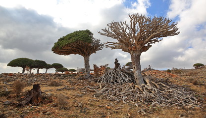 Dead dragon tree - Dracaena cinnabari - endemic tree from Soqotra, Yemen - damaged by cyclone