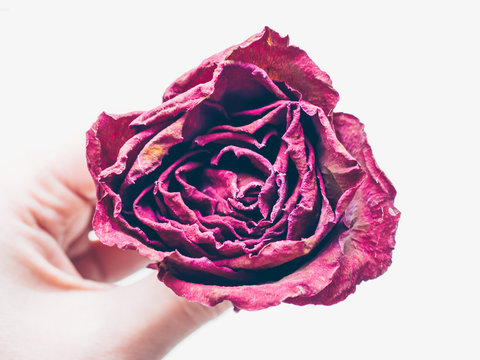 Woman hand holding dried red rose flower isolate on white background. Traditional symbol of a broken heart and lost love. Memory, deathy, loss concept. Life anf dead. Soft focus. Close up