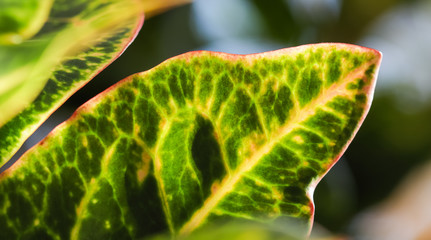 Croton plant leaves. Natural background for brand design © OLAYOLA