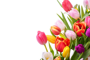 Multicolored tulips on a white background. Bouquet of spring flowers. Isolate on white background - obrazy, fototapety, plakaty