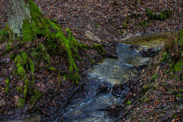 Beautiful creek in the forest. Fairy Stream. Background.