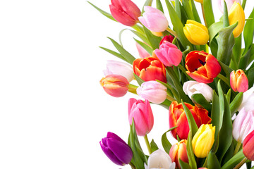 Multicolored tulips on a white background. Bouquet of spring flowers. Isolate on white background