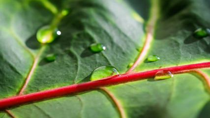 Abstract green background. Macro Croton plant leaf with water drops. Natural backdrop © OLAYOLA