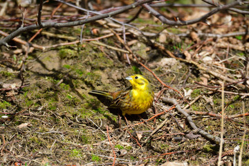 Goldammer Männchen im Frühjahr