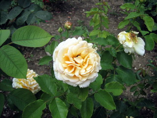 A beautiful cream-colored flower that looks like a rose against the dark earth.