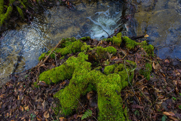 Beautiful creek in the forest. Fairy Stream. Background.